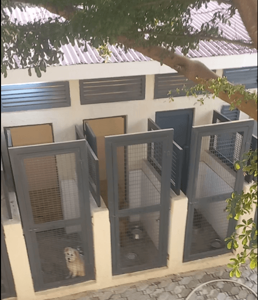 Dog Kennel
